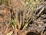 Caralluma gracilipes Ghazi GPS163 Kenya 2012_PV0118.jpg
